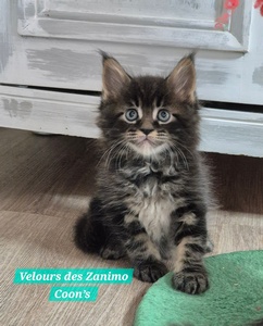 VELOURS, mâle brown tabby