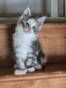 ZELY, femelle black silver tortie tabby et blanc, polydactile