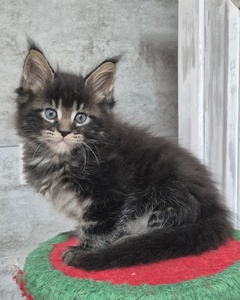 ZUCCO, mâle brown tabby RESERVE